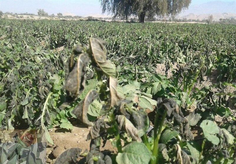 ۲ میلیارد دلار زیان و ۳ میلیارد مترمکعب هدررفت آب؛ نتیجه احداث باغات غیراصیل