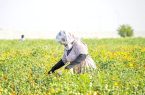 توسعه کشت کلزا و گلرنگ در ری؛ گامی برای تقویت تولید داخلی روغن