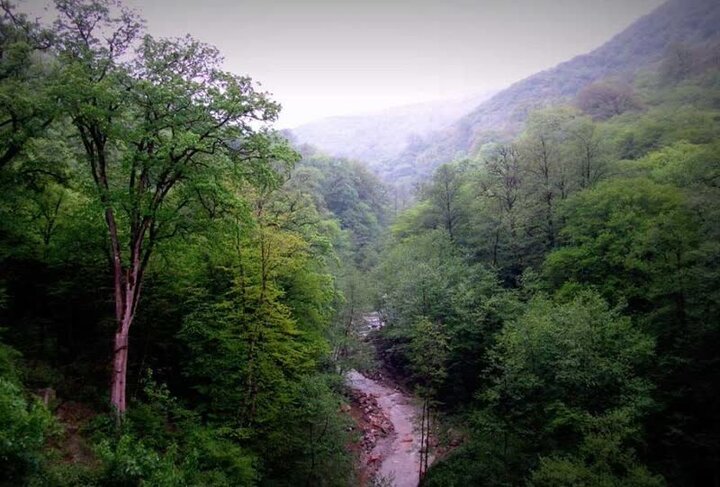 داغ پلنگ و تولد گوزن؛ نبض حیات در جنگل می‌تپد
