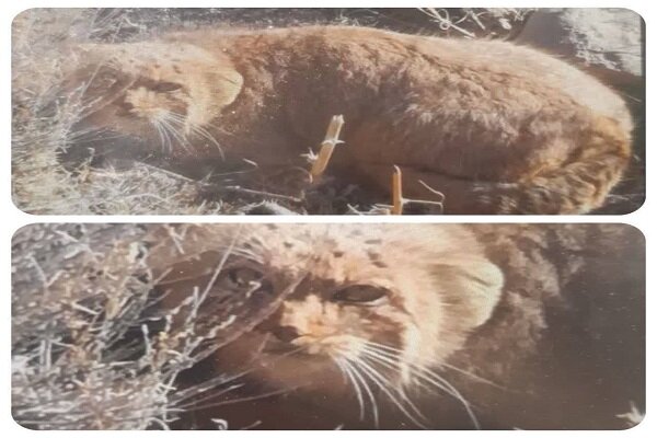 مشاهده «گربه پالاس» برای نخستین بار در خراسان جنوبی