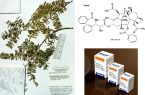 روشهای نو برای تولید یکی از مهمترین داروهای ضدسرطان روشهای نو برای تولید یکی از مهمترین داروهای ضدسرطان