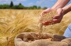 پیش‌بینی تولید ۱۴ میلیون تن گندم در سال‌جاری/ خودکفایی در این محصول استراتژیک