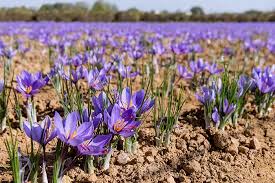 وامنان، نگین زعفران ایران؛ الگویی جهانی برای توسعه روستایی